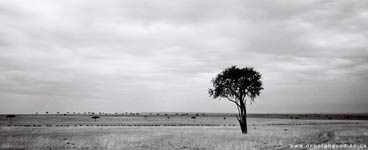 tree - Click to enlarge